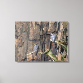 Peregrinfalkar på Sten Canvastryck