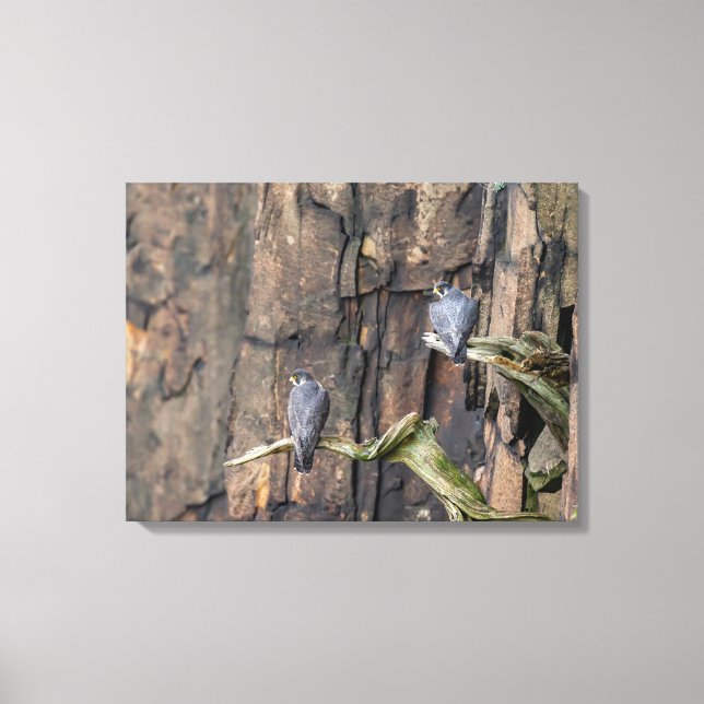 Peregrinfalkar på Sten Canvastryck (Framsida)