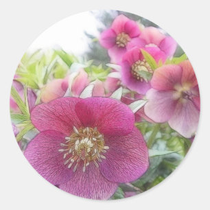 Perenåriga växter - Lila Hellebore Runt Klistermärke