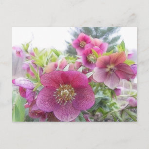 Perenåriga växter - Lila Hellebore Vykort