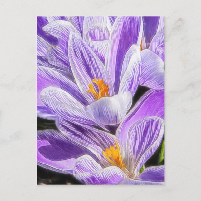 Perenn Lila Stripe Crocuses Vykort (Framsida)