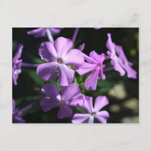 Perenn Phlox nr 2 Vykort
