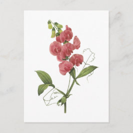 perennial sweet pea by Redouté Vykort