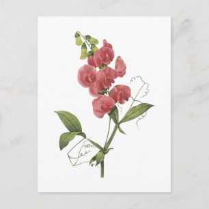 perennial sweet pea by Redouté Vykort