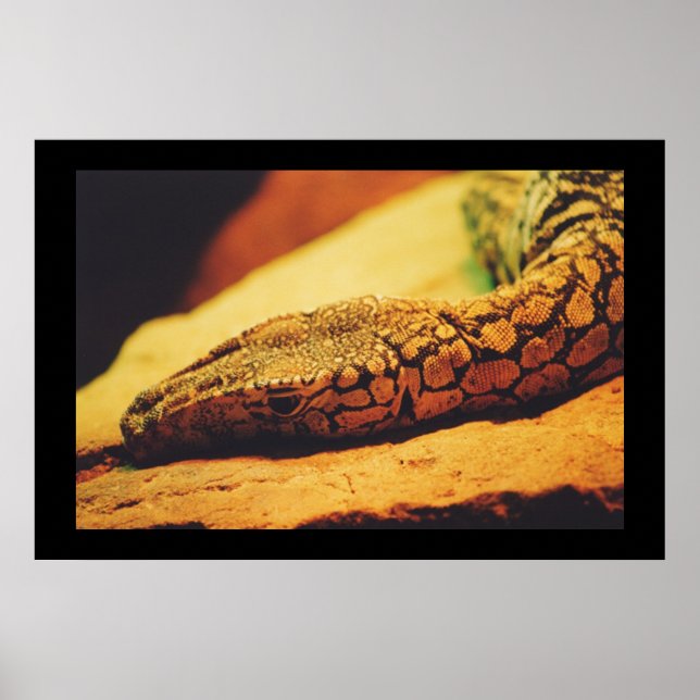 Perentie Poster (Framsidan)