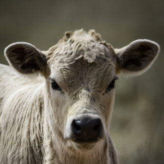 Perfect fit for after that perfect filling feeding t shirt