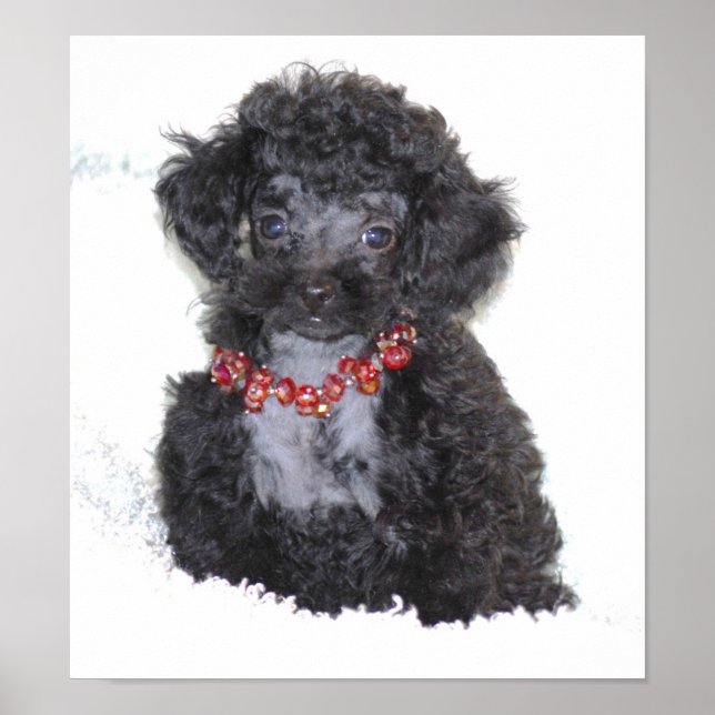 Perfekt Black Leksak Pudel Puppy Poster (Framsidan)