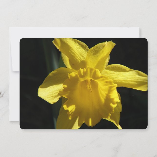 Perfekt Daffodil Inbjudningar (Framsida)