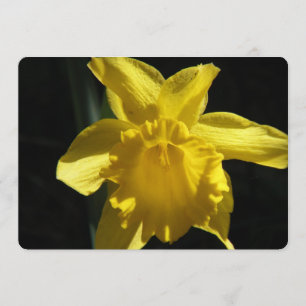 Perfekt Daffodil Inbjudningar