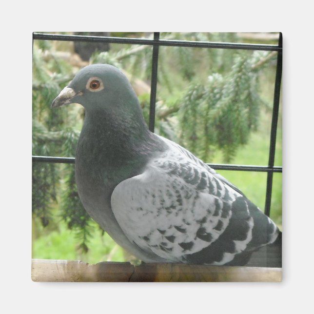Perfekt duva magnet (Framsidan)