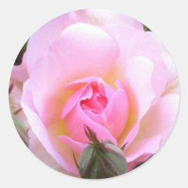 Perfekt Engelska Rosa ros Runt Klistermärke