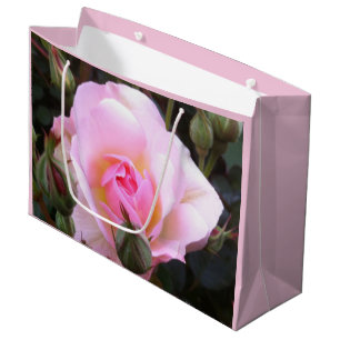 Perfekt Engelska Rosa ros Storsized