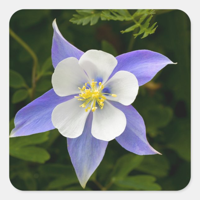 Perfekt Fyrkantigt Klistermärke (Framsida)