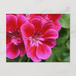 Perfekt geranium vykort
