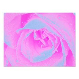 Perfekt het rosa och ljusblå rosdetalj fototryck