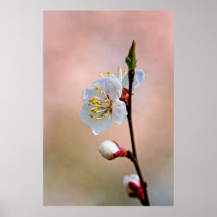 Perfekt Japansk Apricot Flower Poster