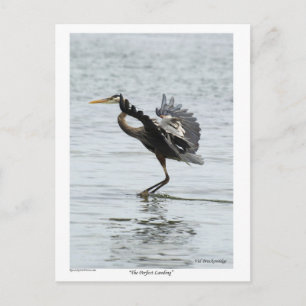 Perfekt Landing Blue Heron-gåvor Vykort