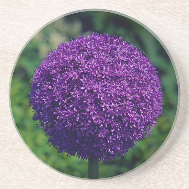 Perfekt Lila Allium Flower Aesthetic Underlägg (Framsidan)