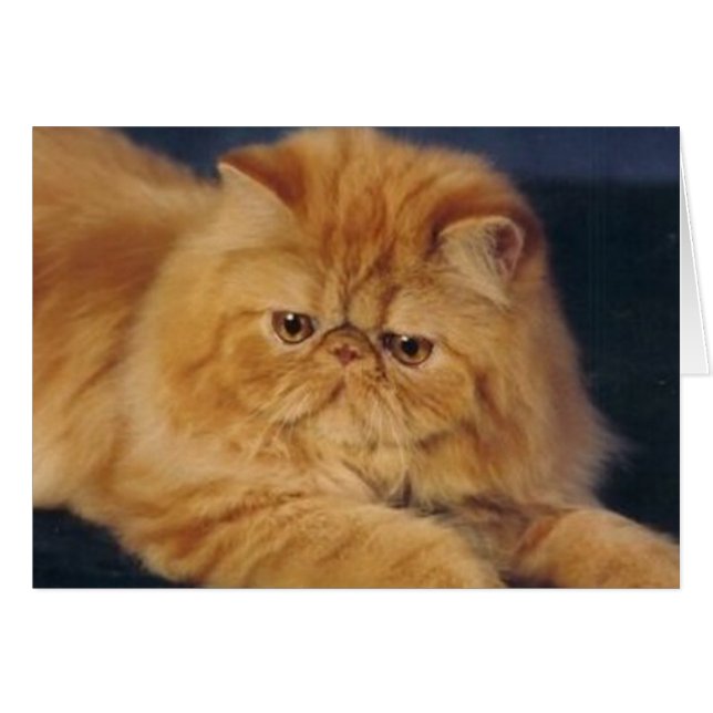 Perfekt ljust rödbrun katt hälsningskort (Framsidan Horizontal)