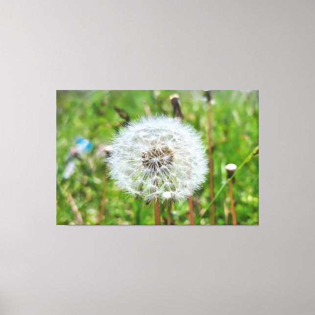 Perfekt Maskros – Botanisk Makrofotografering Canvastryck (Framsida)