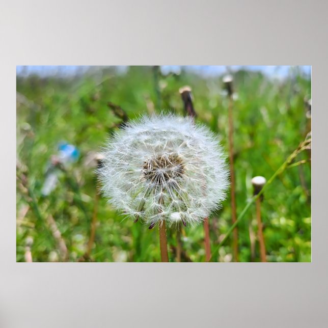 Perfekt Maskros – Botanisk Makrofotografering Poster (Framsidan)
