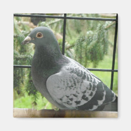Perfekt Pigeon Magnet
