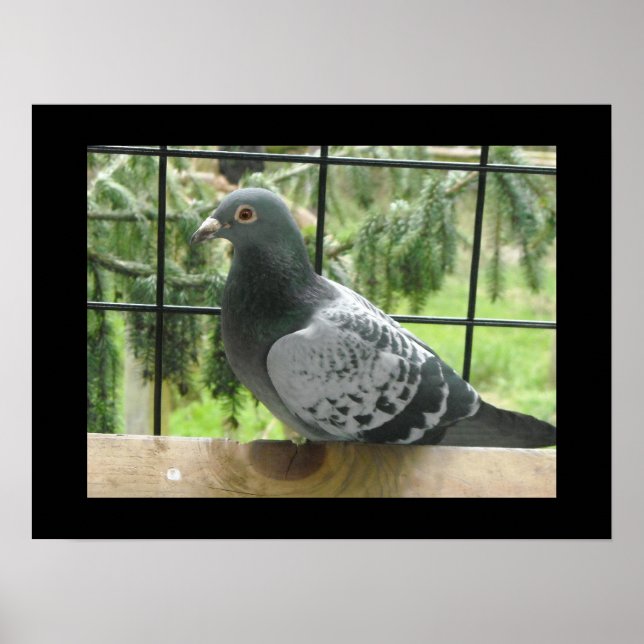 Perfekt Pigeon Poster (Framsidan)