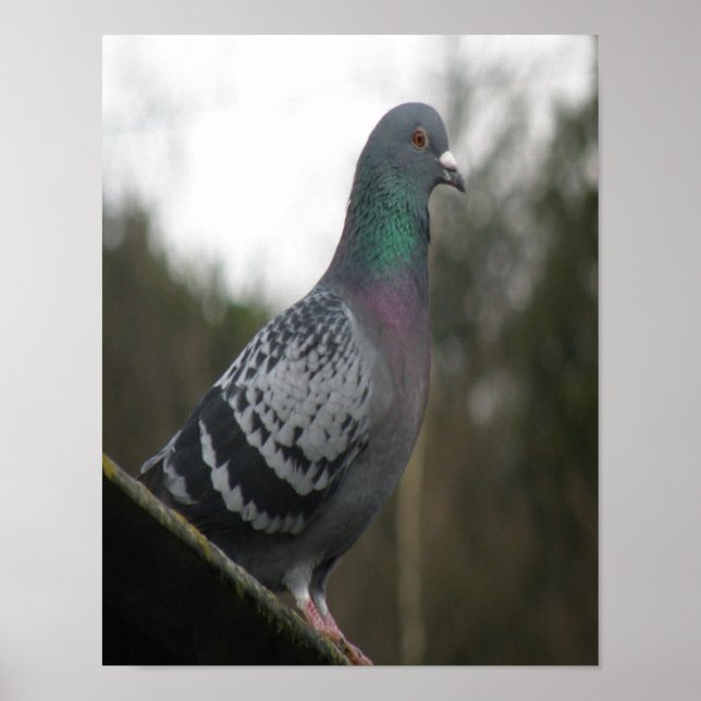 Perfekt Pigeon-utskrift Poster (Framsidan)