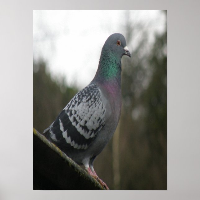 Perfekt Pigeon-utskrift Poster (Framsidan)