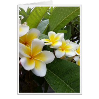 Perfekt Plumeria OBS Kort