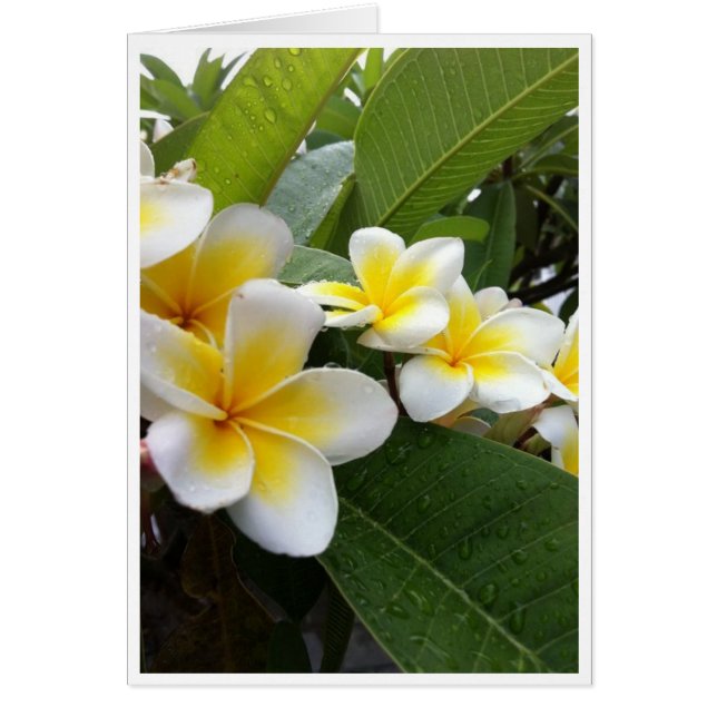 Perfekt Plumeria OBS Kort (Framsidan)