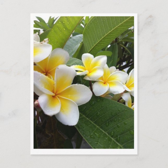 Perfekt Plumeria Vykort (Framsida)
