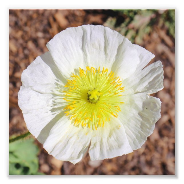 Perfekt Poppy Fototryck (Framsidan)