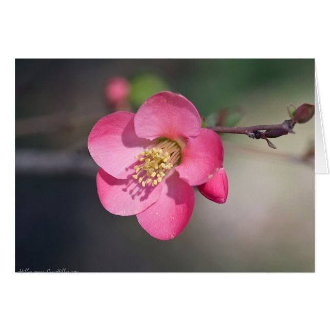 Perfekt Rosa Blommande Kvitten Hälsningskort (Framsidan Horizontal)