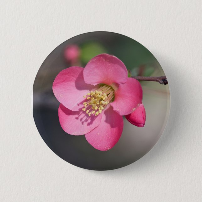 Perfekt Rosa Blommande Kvitten Knapp (Framsida)