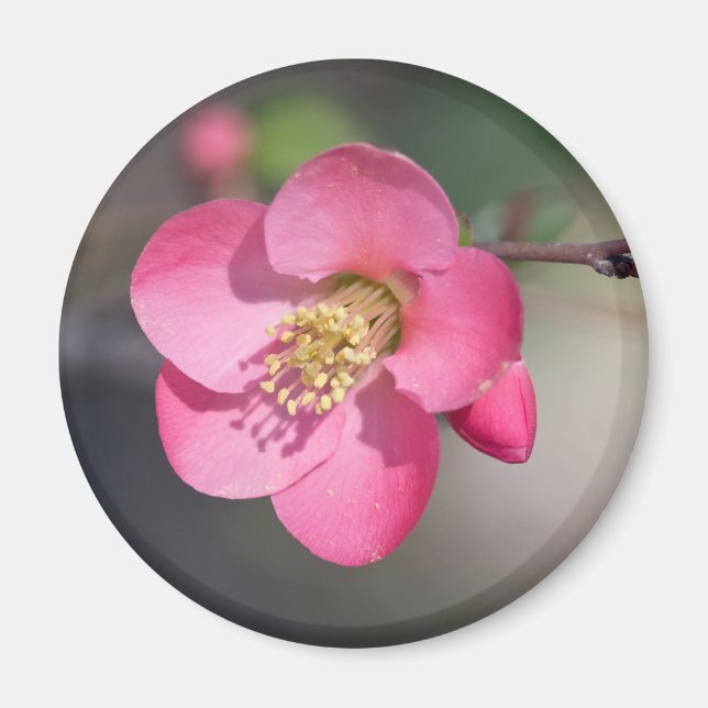 Perfekt Rosa Blommande Kvitten Magnet (Framsidan)