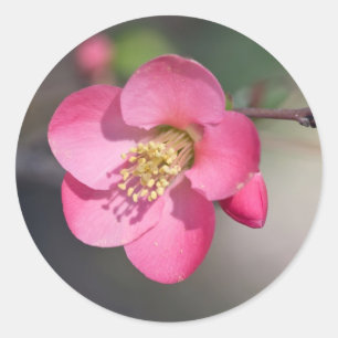 Perfekt Rosa Blommande Kvitten Runt Klistermärke