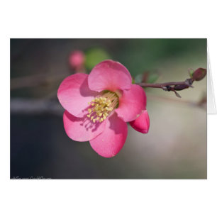 Perfekt Rosa Blommar Quince Hälsningskort