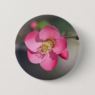 Perfekt Rosa Blommar Quince Knapp