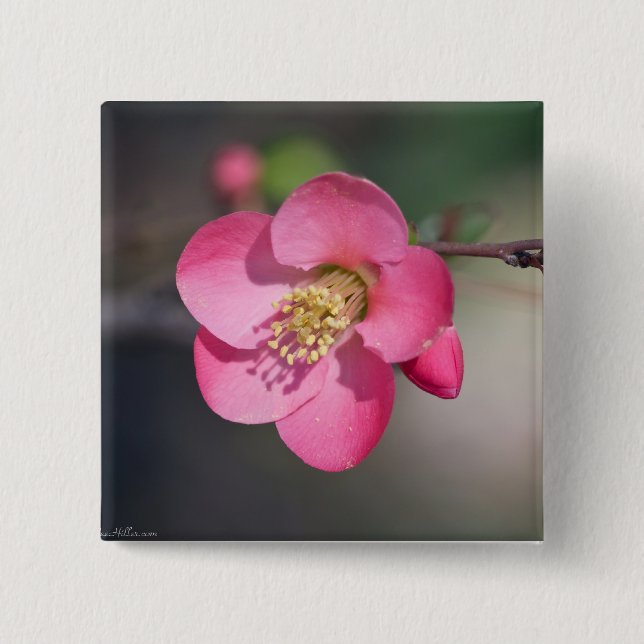 Perfekt Rosa Blommar Quince Knapp (Framsida)