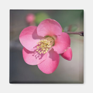 Perfekt Rosa Blommar Quince Magnet