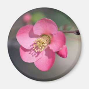 Perfekt Rosa Blommar Quince Magnet