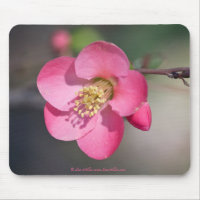 Perfekt Rosa Blommar Quince