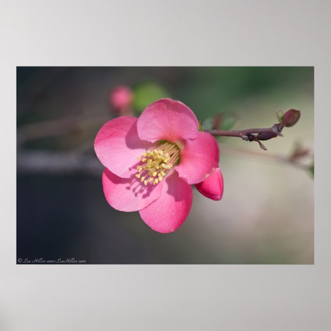 Perfekt Rosa Blommar Quince Poster (Framsidan)