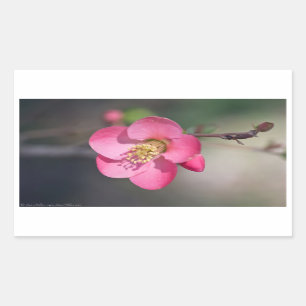 Perfekt Rosa Blommar Quince Rektangulärt Klistermärke