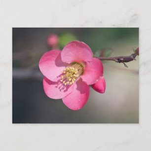 Perfekt Rosa Blommar Quince Vykort