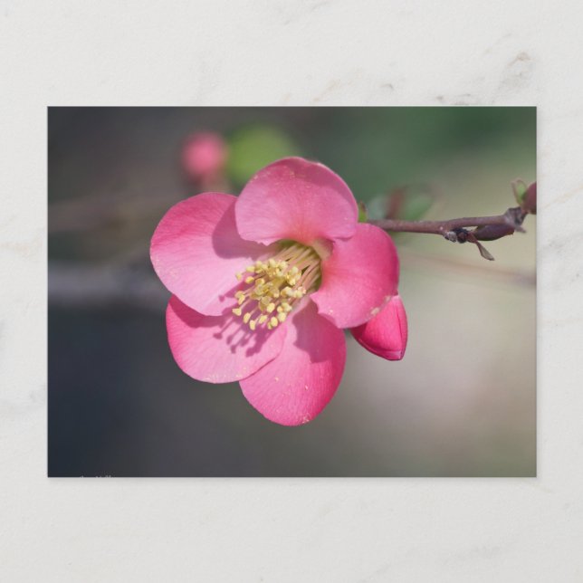 Perfekt Rosa Blommar Quince Vykort (Framsida)