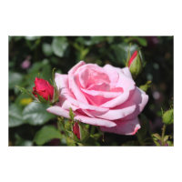 perfekt rosa ros blomning och bildkonst.