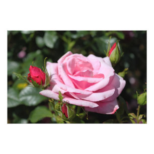 perfekt rosa ros blomning och bildkonst. fototryck