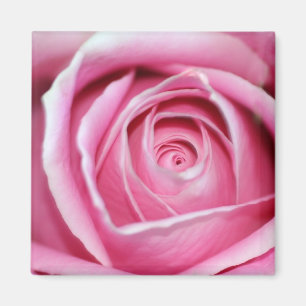 Perfekt rosa ros magnet
